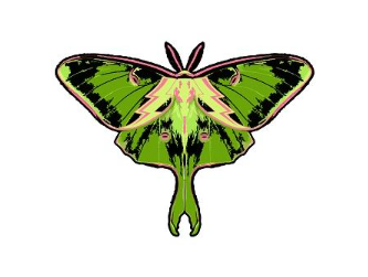 Behind the Design: A Moth To A Flame